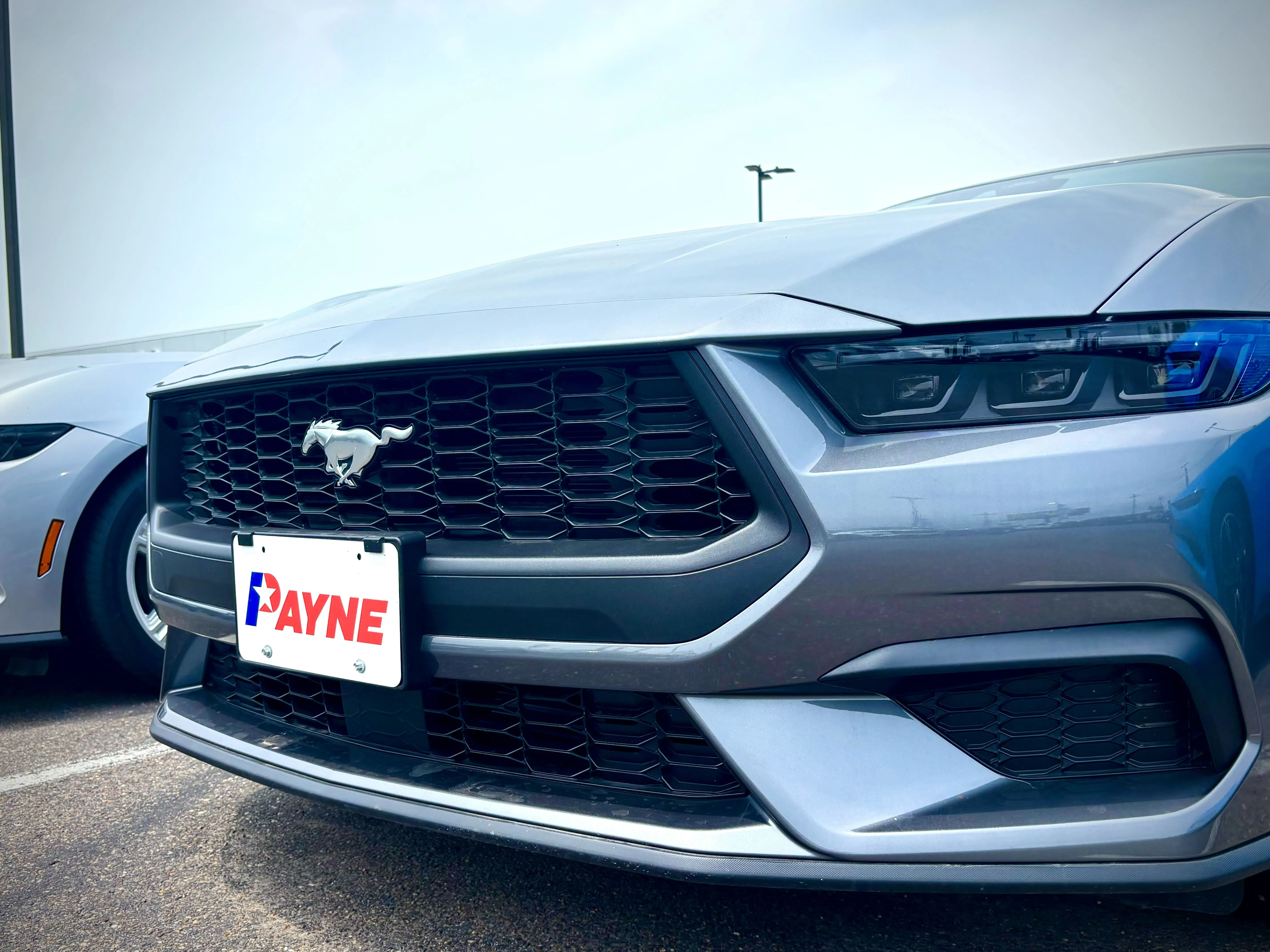 Mustangs